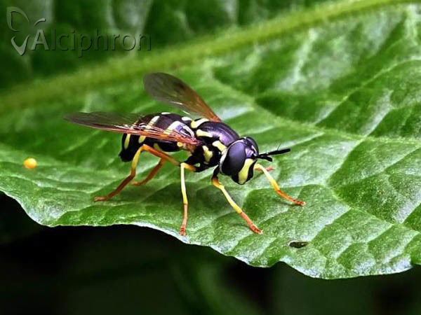 Chrysotoxum festivum