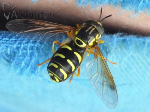 Chrysotoxum festivum