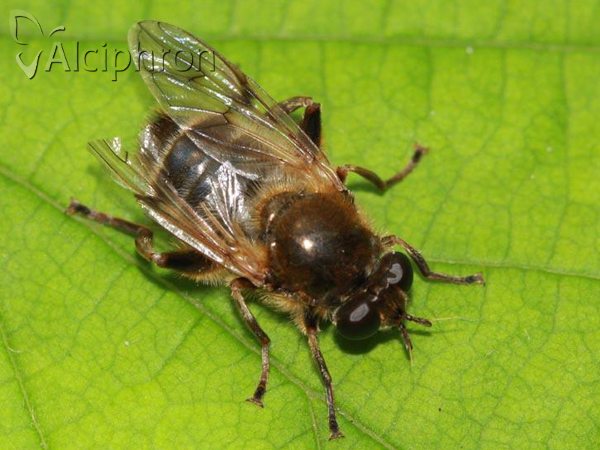 Criorhina asilica
