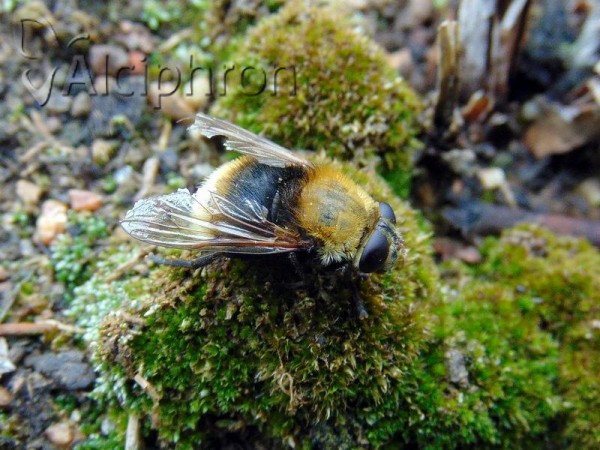 Criorhina berberina
