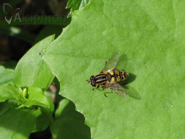 Helophilus pendulus