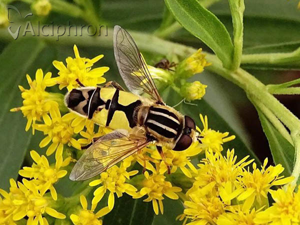 Helophilus trivittatus