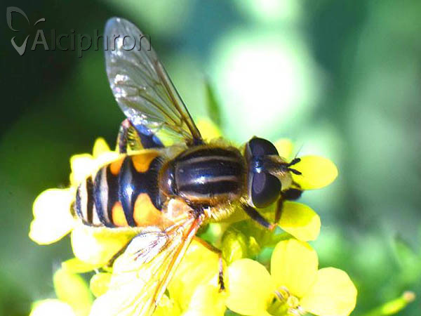 Mesembrius peregrinus