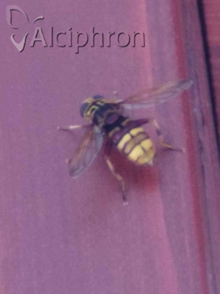 Milesia crabroniformis