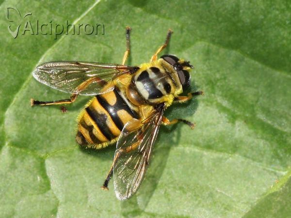 Myathropa florea