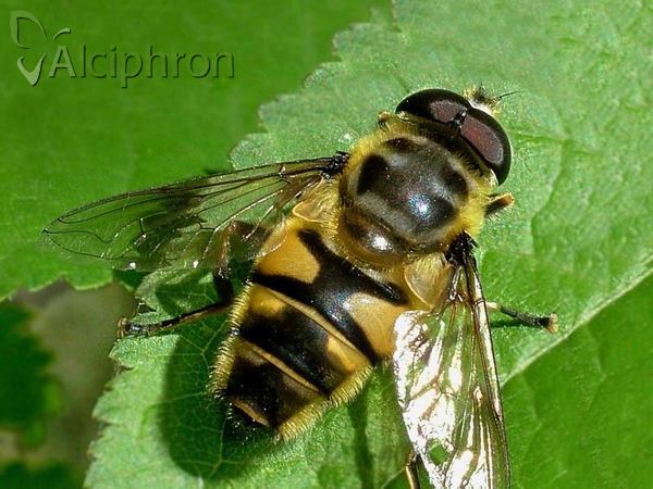 Myathropa florea