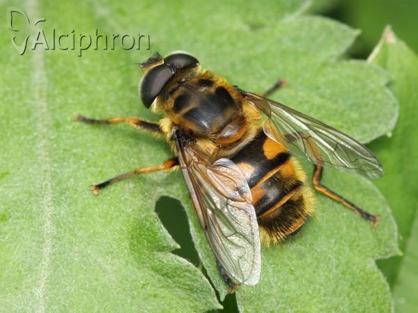 Myathropa florea