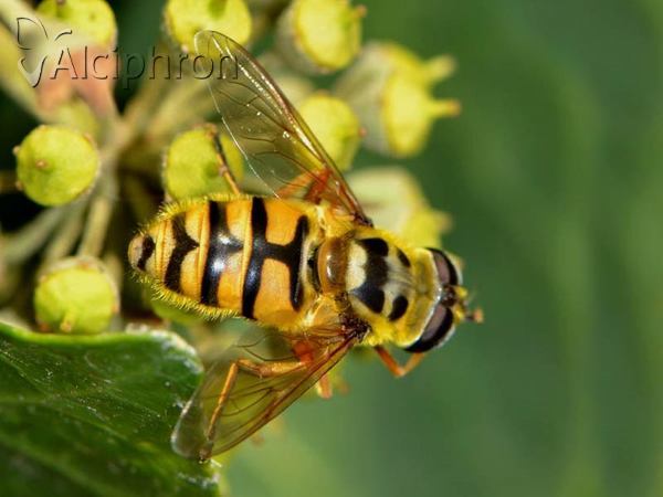 Myathropa florea