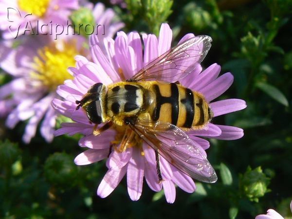 Myathropa florea
