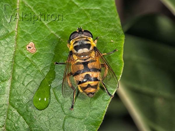 Myathropa florea