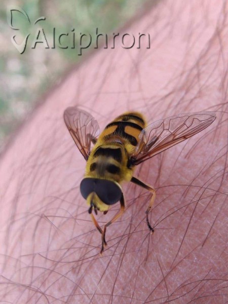 Myathropa florea