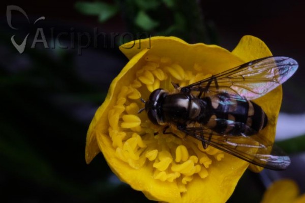 Parasyrphus macularis