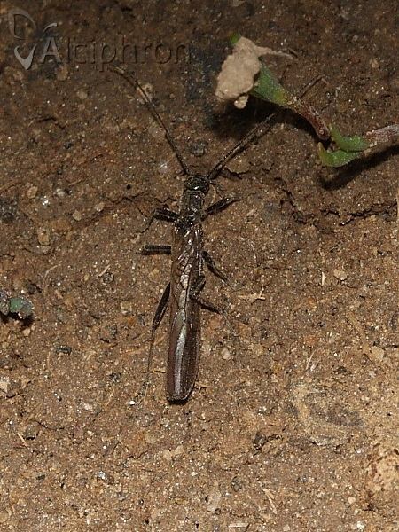 Leuctra fusca