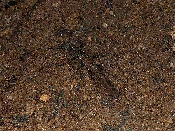 Leuctra fusca