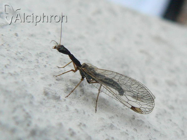 Dichrostigma flavipes
