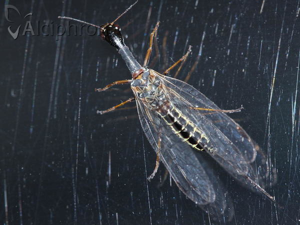 Phaeostigma notata