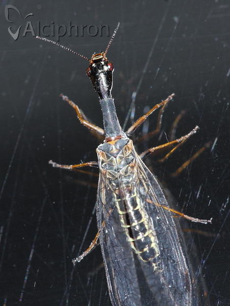Phaeostigma notata