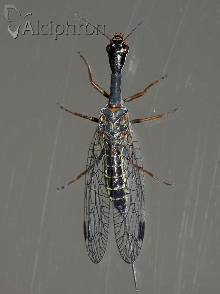Phaeostigma notata