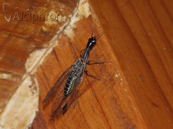 Phaeostigma notata