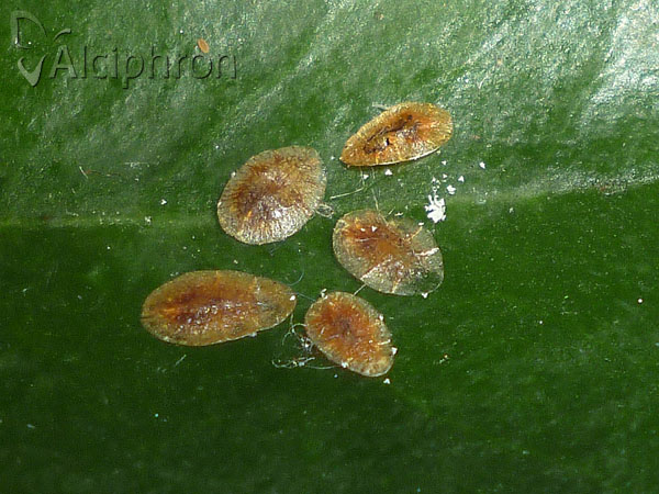 Coccus hesperidum