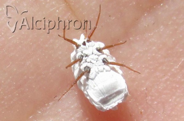 Orthezia insignis
