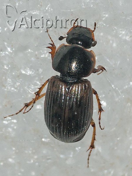 Nimbus obliteratus