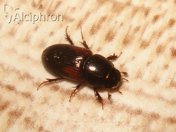 Nialus varians