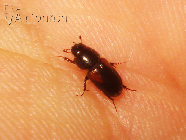 Nialus varians