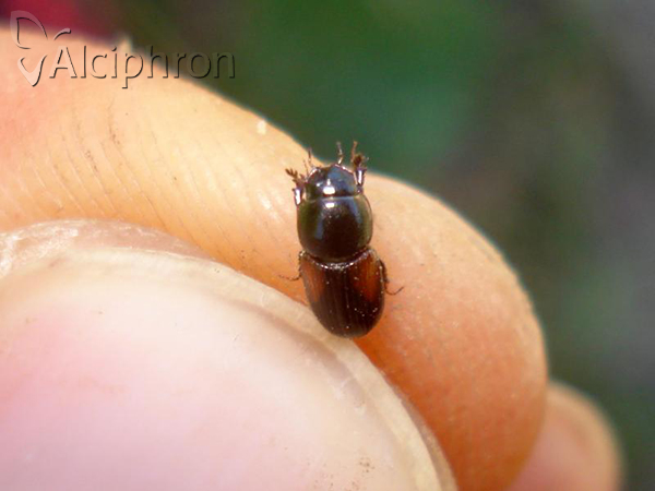 Nialus varians
