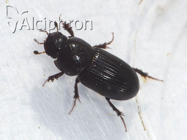 Nialus varians