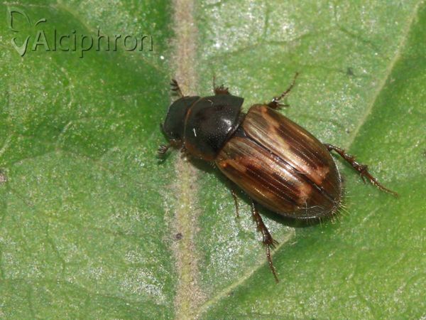 Melinopterus prodromus