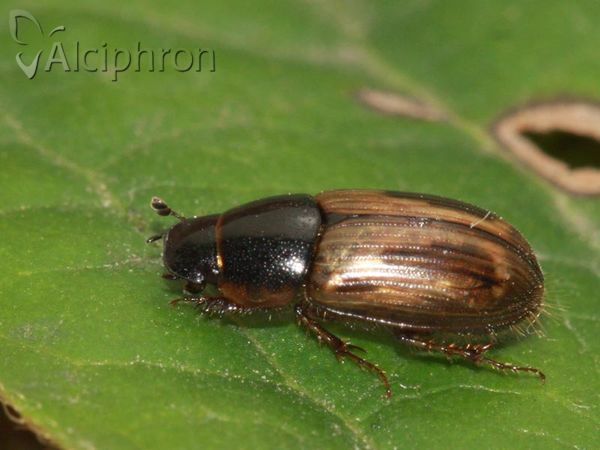 Melinopterus prodromus