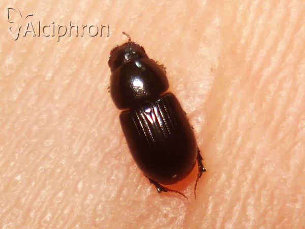 Calamosternus granarius