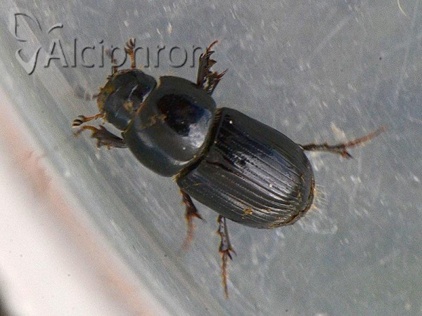 Agrilinus ater