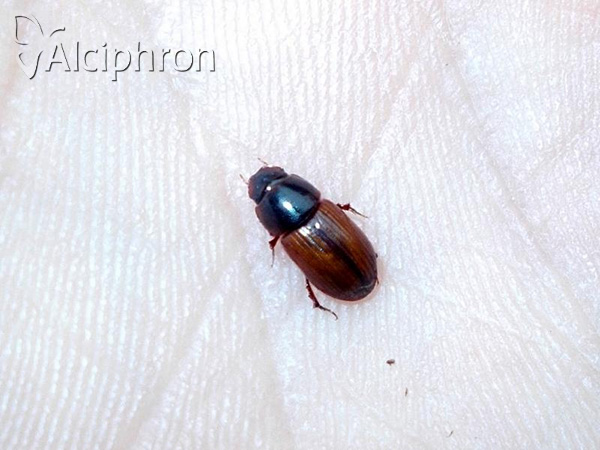 Agrilinus rufus
