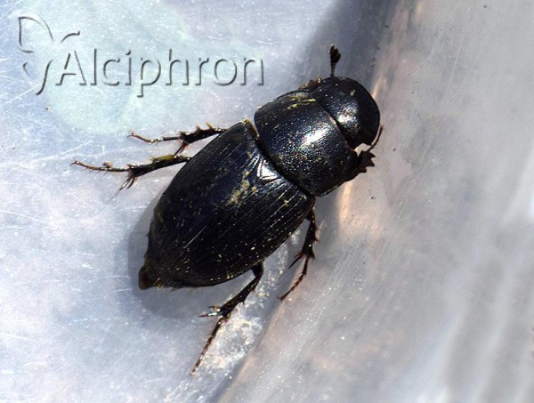 Acrossus depressus