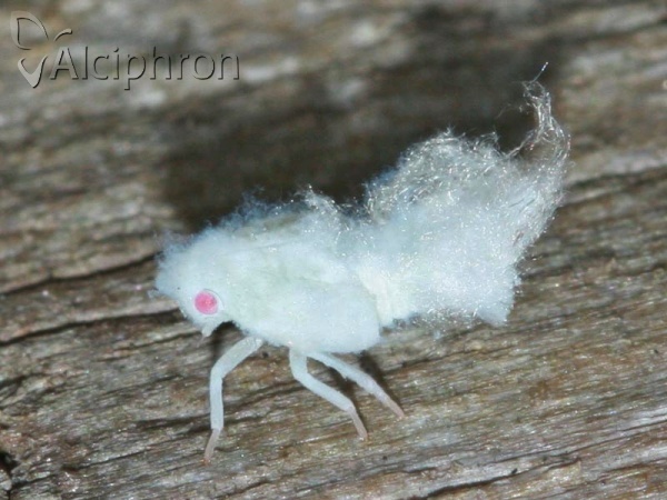 Metcalfa pruinosa