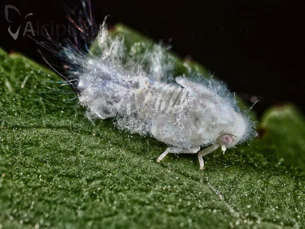 Metcalfa pruinosa