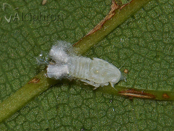 Metcalfa pruinosa
