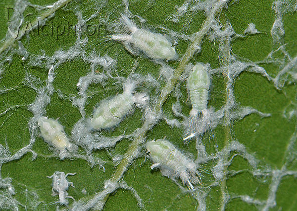 Metcalfa pruinosa