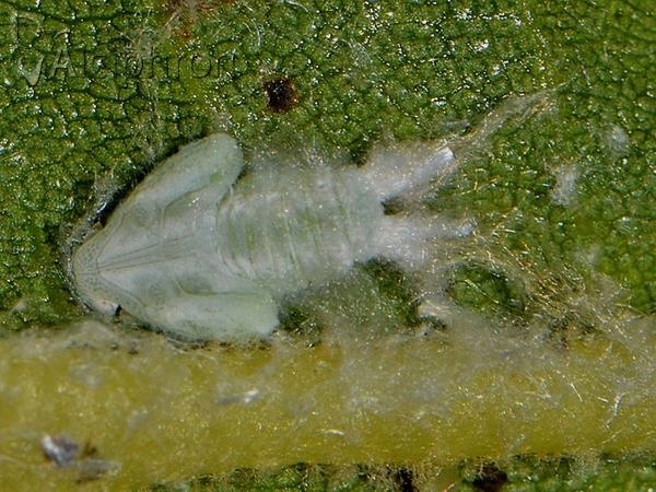 Metcalfa pruinosa