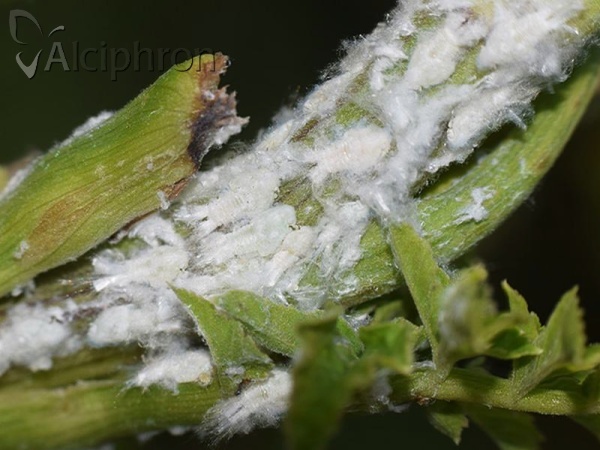 Metcalfa pruinosa