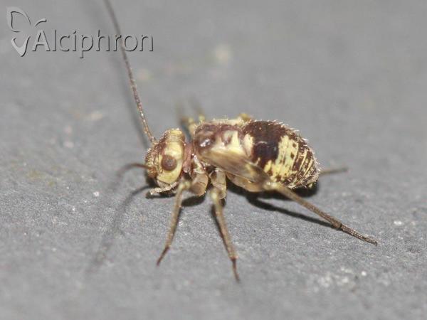 Metylophorus nebulosus