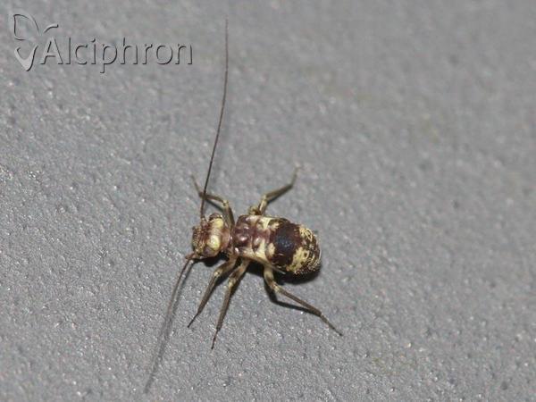 Metylophorus nebulosus
