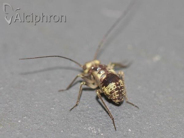 Metylophorus nebulosus