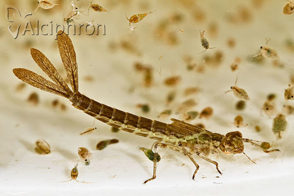 Ischnura elegans
