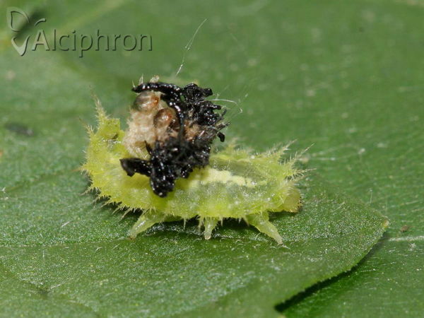 Cassida viridis