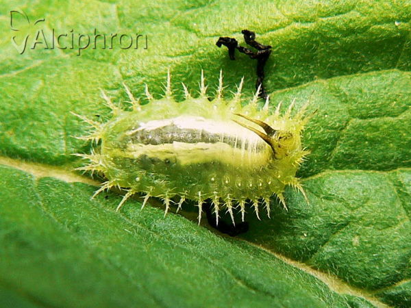 Cassida viridis