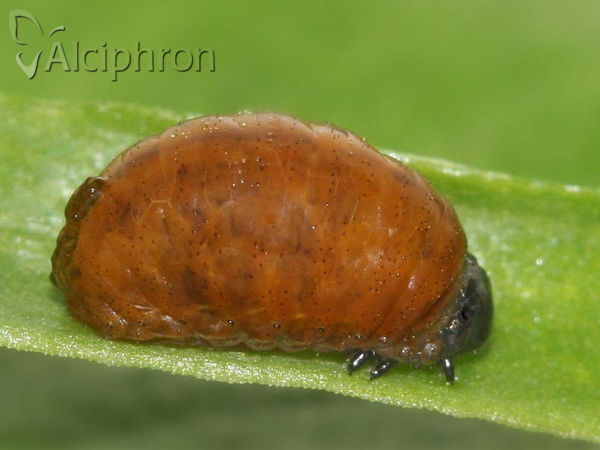 Lilioceris lilii