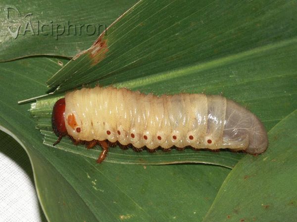 Oryctes nasicornis